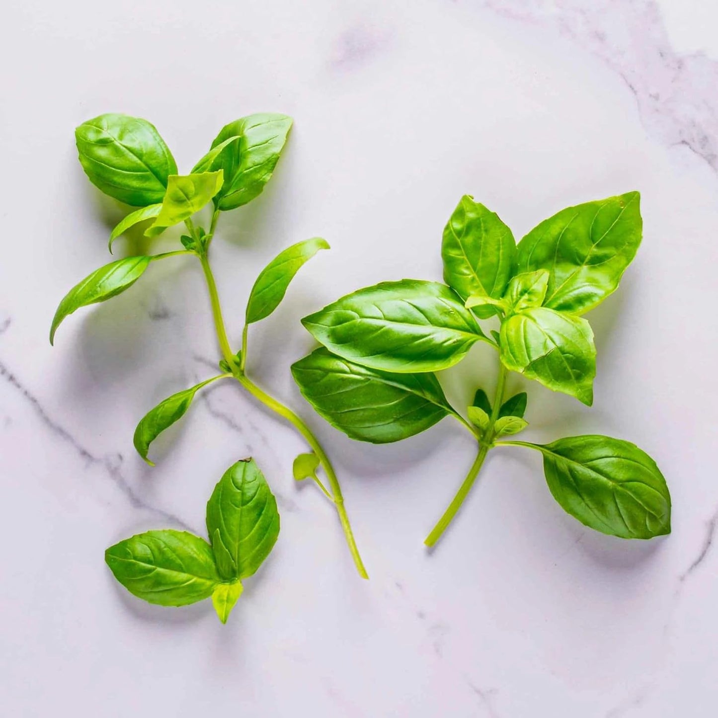 Pesto Basil Seed Pod Kit (6-Pod)