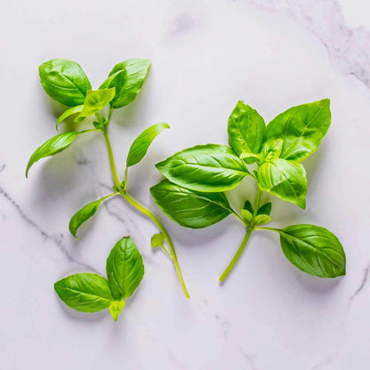 Pesto Basil Seed Pod Kit (6-Pod)