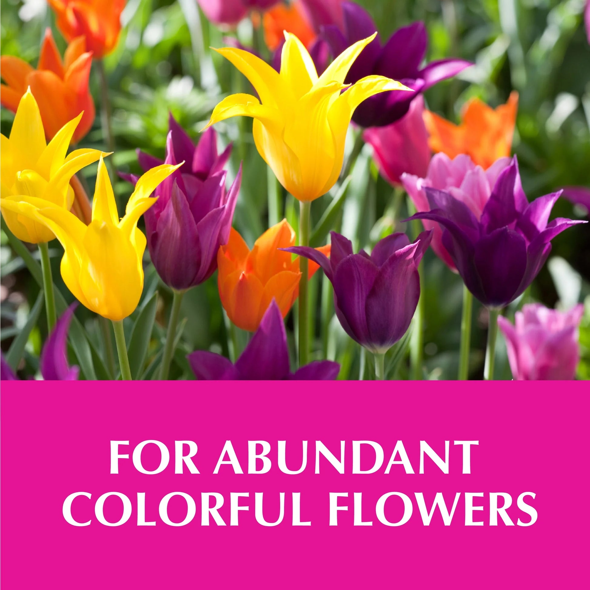 Morbloom Flowering Plant Food, 0-10-10 Fertilizer, 1 Gal.