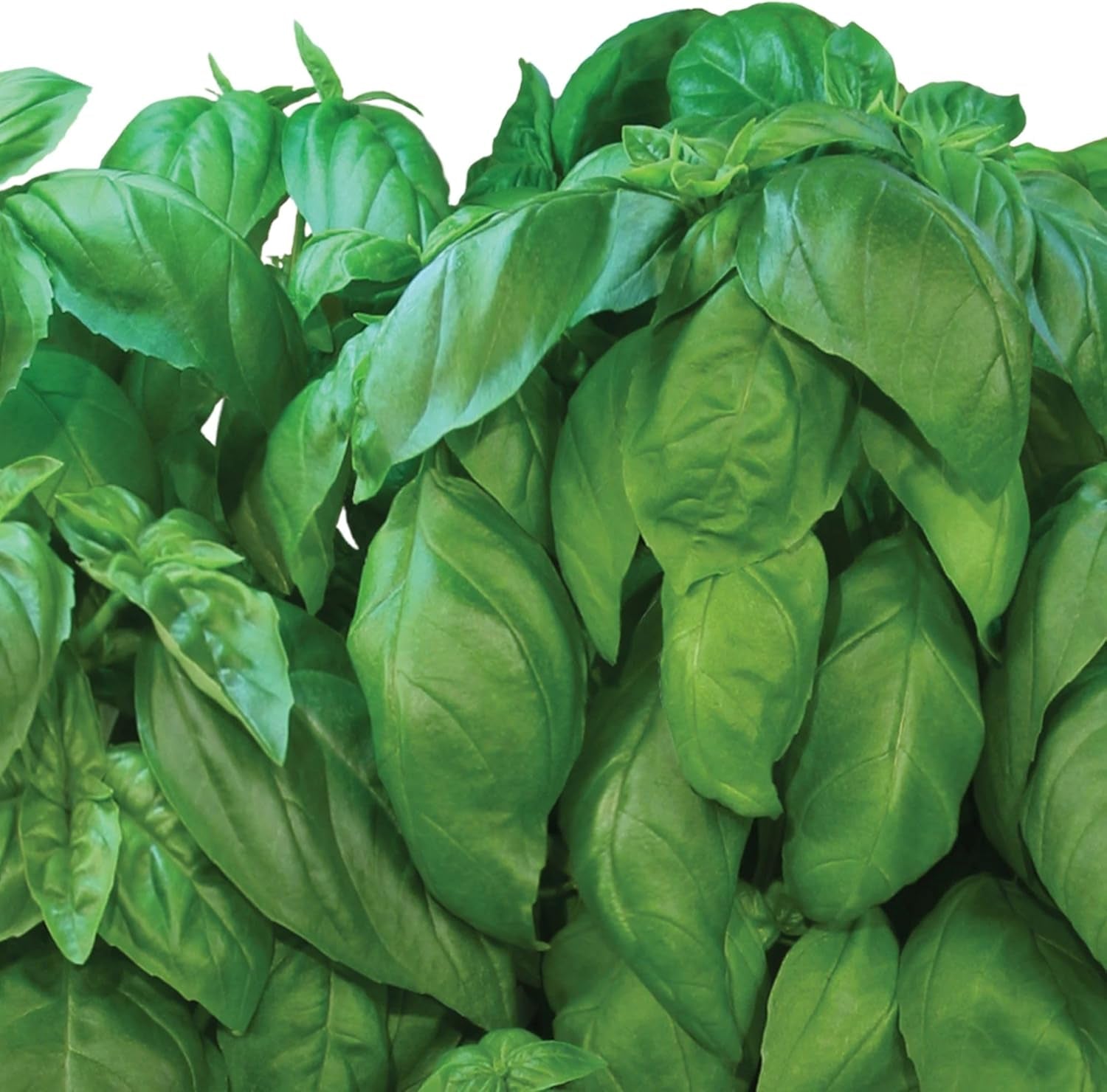 Pesto Basil Seed Pod Kit (6-Pod)